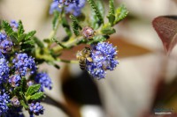 /album/macro/a0026322-ok-jpg/